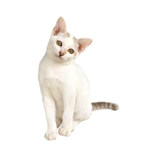 Cut Cat PNG Images